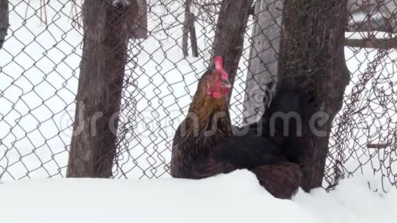 黑鸡在院子里的雪地上行走冬季视频的预览图