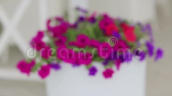 壶里的紫罗兰街头白锅里五颜六色的装饰花装饰着鲜花的户外咖啡馆视频的预览图