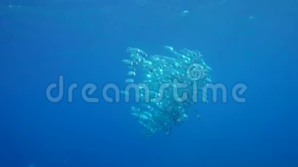 埃及红海的一个斑纹鲭鱼饲养学校视频的预览图