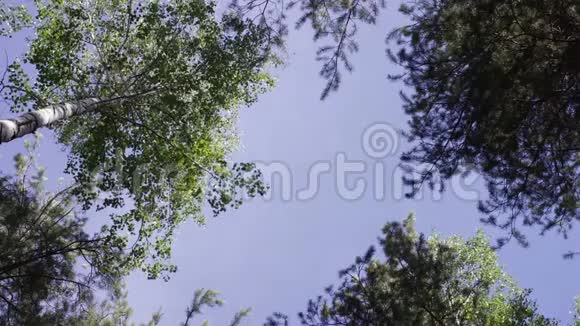 黑暗森林中的树顶树顶在秋天的森林里树顶和天空视频的预览图