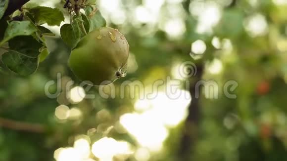 有叶子的树枝上的绿苹果晚上苹果树花园视频的预览图