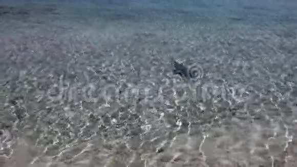 法属波利尼西亚浅水中的鲨鱼视频的预览图
