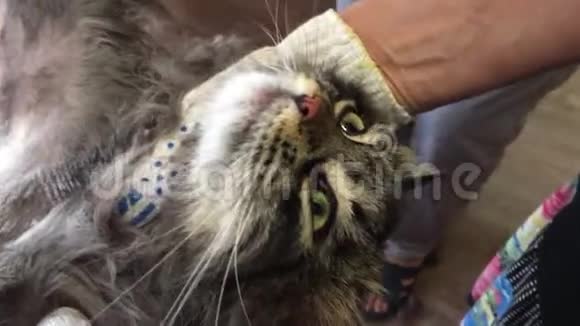 兽医专家与剪发剃毛猫毛皮过长的头发会成为宠物健康生活的问题视频的预览图