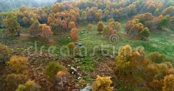 在雾蒙蒙的天气里在五颜六色的秋白桦林上向前鸟瞰秋天的橙色绿色黄色的红色树林视频的预览图