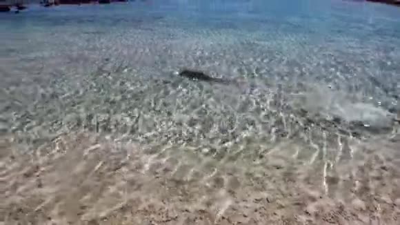 大溪地岛浅水中的鲨鱼视频的预览图