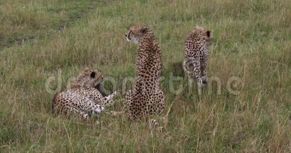 非洲狮子潘切拉狮子母亲和幼崽肯尼亚的马赛马拉公园视频的预览图