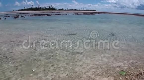 大溪地岛浅水中的鲨鱼视频的预览图