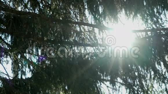 太阳阳光照亮了杉树的枝条视频的预览图