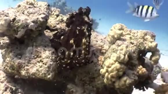 红海珊瑚中的亮条纹鱼视频的预览图