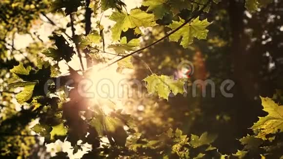阳光透过五颜六色的秋叶萼片色调视频的预览图