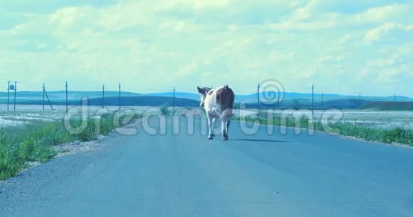 奶牛落后于牛群走沥青路牛走在路上视频的预览图
