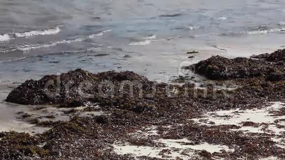 海滩上有机海草视频的预览图