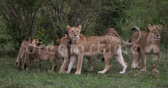 非洲狮子潘切拉狮子母亲和幼崽肯尼亚的马赛马拉公园视频的预览图