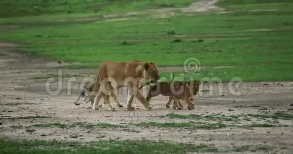 非洲狮子潘切拉狮子母亲和幼崽马赛马拉公园在肯尼亚视频的预览图