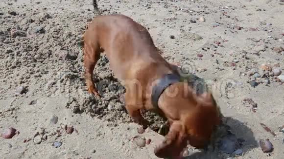 达春德正在海滩上挖沙子视频的预览图