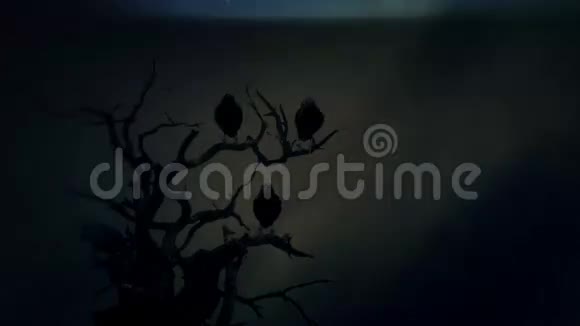 站在风暴中间的枯树上的黑鸦视频的预览图