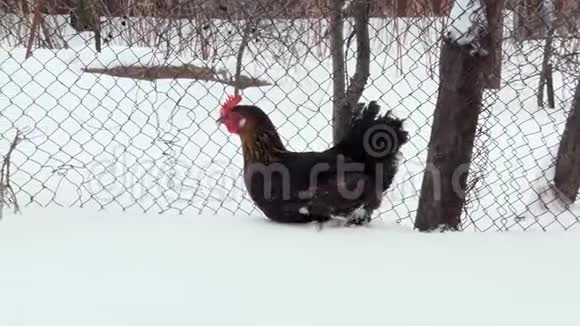 黑鸡在院子里的雪地上行走冬季视频的预览图