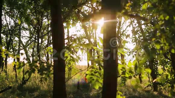 日落时分阳光透过树林视频的预览图