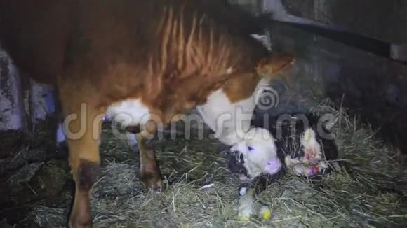 出生后几分钟母牛舔幼婴大力清洁母牛牛1920x1080视频的预览图
