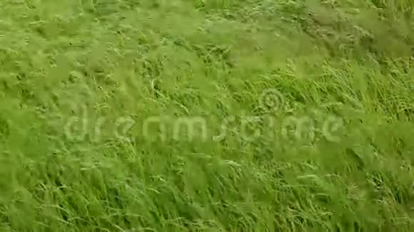 风中的草甸高清视频的预览图