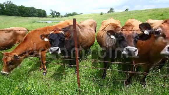 奶牛在绿色的田野里视频的预览图