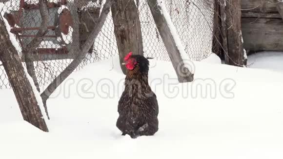 黑鸡在院子里的雪地上行走冬季视频的预览图