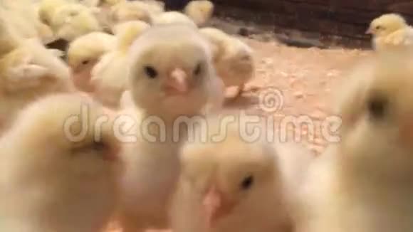 很多可爱的小鸡绕着相机和响亮的推特介绍视频的预览图