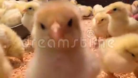 小鸡宝宝黄色的小而漂亮的在鸡舍里小鸡自拍视频的预览图