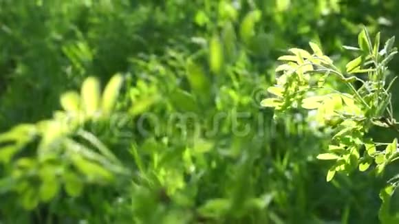 清新的绿相思叶照亮了绿草背景上的阳光视频的预览图