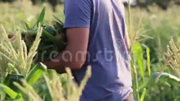 农夫用手摘玉米扔进木箱视频的预览图