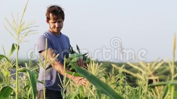 农夫用手摘玉米扔进木箱视频的预览图