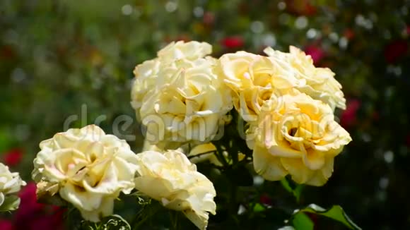 灌木丛黄色的玫瑰在花坛里视频的预览图