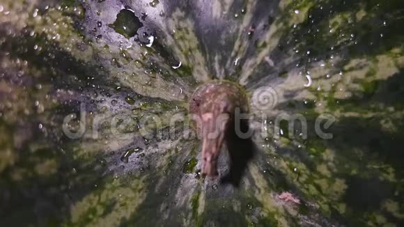 水喷在黑色背景上的西瓜上近点视频的预览图