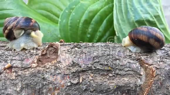 两只蜗牛正坐在树枝上特写镜头视频的预览图
