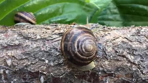 蜗牛爬过一根木头消失在它的后面视频的预览图