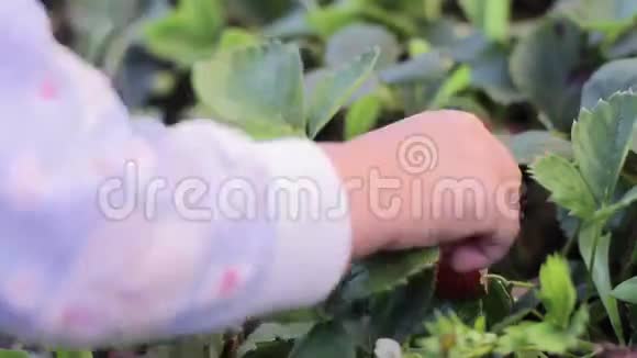 孩子的手摘草莓视频的预览图