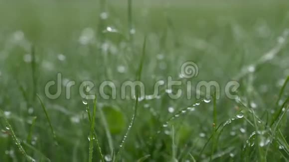 有露水的草模糊的斑点背景与水滴背景视频的预览图