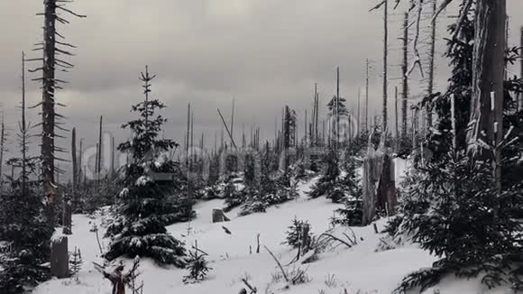 大雪覆盖了山上的意外收获和松树视频的预览图