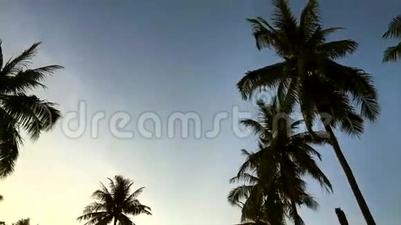 椰子种植园的日落有幼椰子的棕榈树高清慢镜头泰国普吉岛视频的预览图
