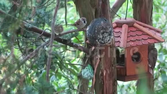 麻雀在喂鸟的房子里寻找食物冬季视频的预览图
