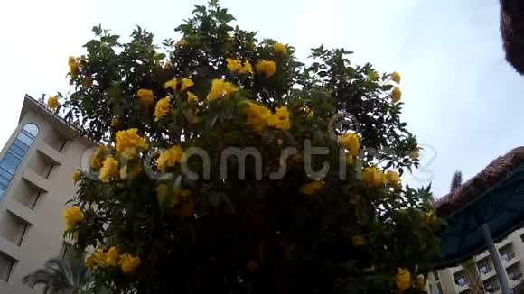 酒店内的黄花树Tecoma的近景视频的预览图