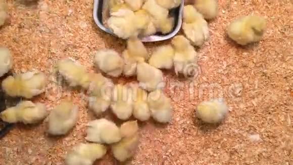 小鸡们响亮的推特母鸡的房子里满是小黄鸟视频的预览图