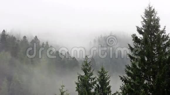 神秘森林里的雾视频的预览图