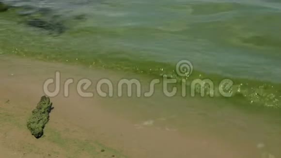 海在开花的过程中绿藻视频的预览图