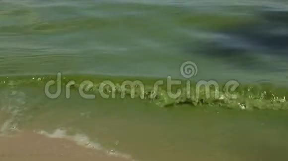 海在开花的过程中绿藻视频的预览图