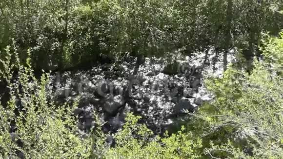 亚利桑那州橡树溪峡谷在橡树溪流经树木的宽阔视野视频的预览图