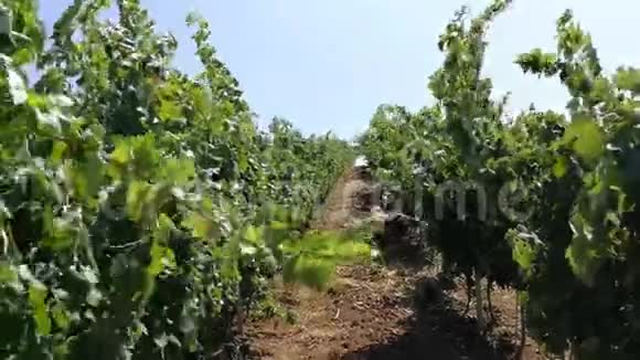 葡萄牙葡萄酒生产葡萄园视频的预览图