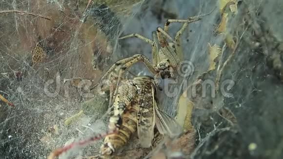 黄色漏斗网蜘蛛及其网中的猎物视频的预览图