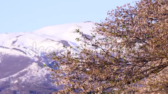 日本樱花视频的预览图