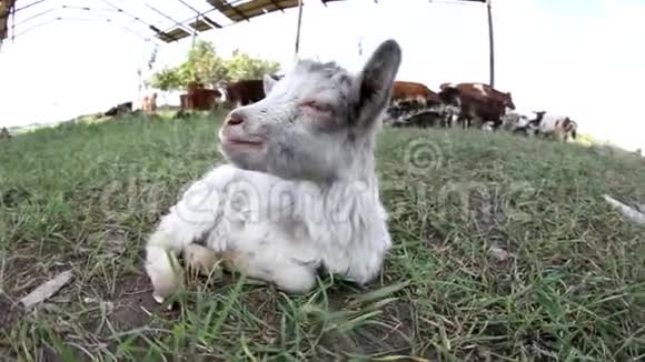 可爱的小山羊欣赏阳光明媚的夏日肖像视频的预览图
